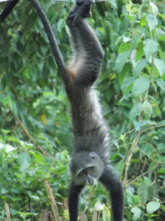 Songota Falls Lodge Arusha Quarto foto
