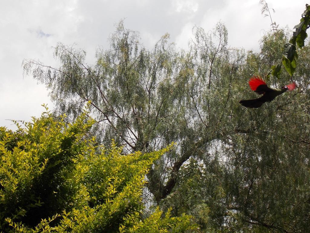 Songota Falls Lodge Arusha Quarto foto